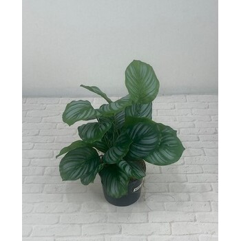Double Zebra Arrowroot Pot 37cm tall